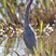 Tricolored Heron